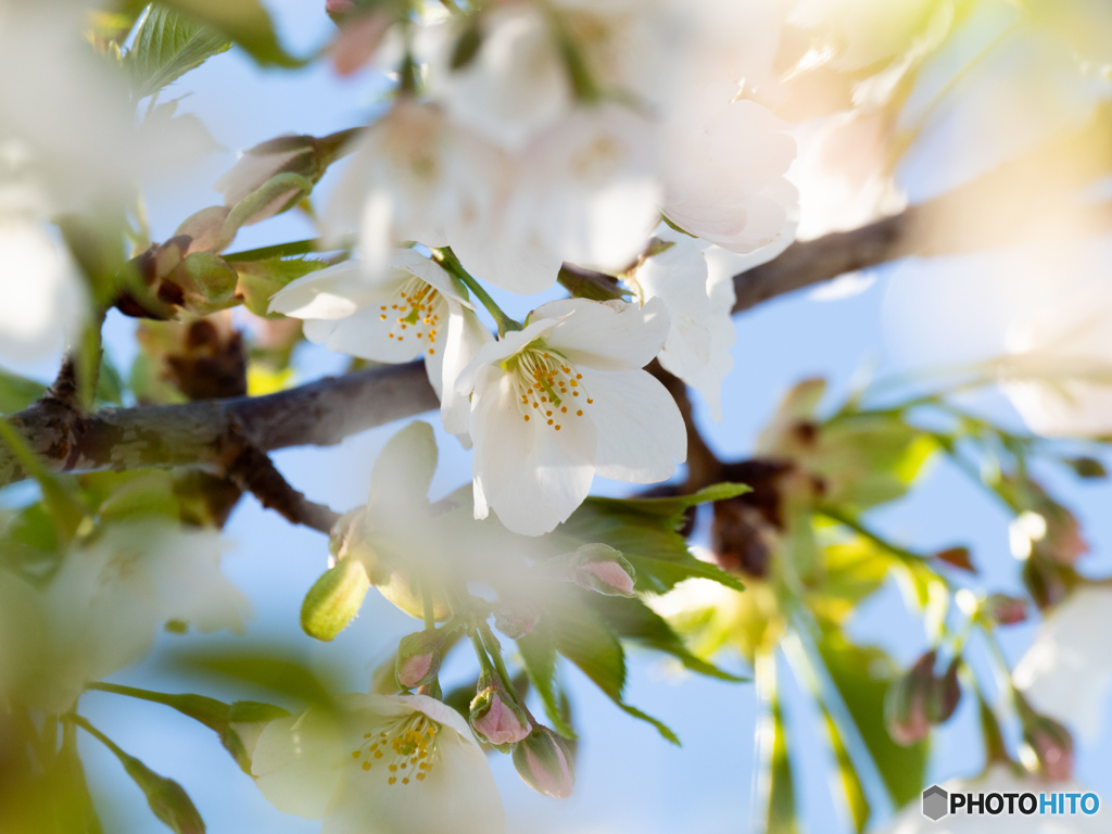 桜