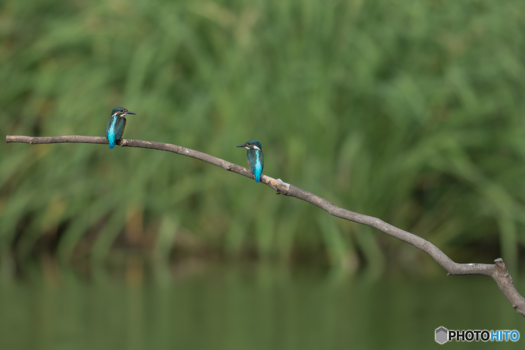 兄弟 見つめ合う