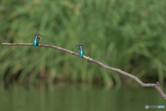 兄弟 見つめ合う