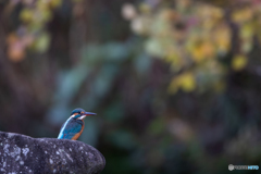 晩秋カワセミ