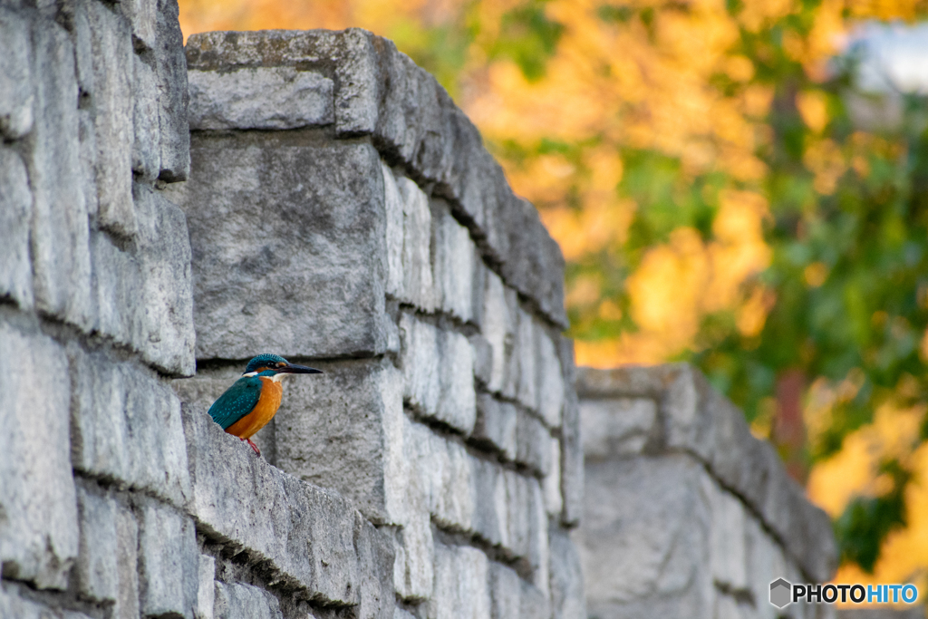 カワセミのいる風景