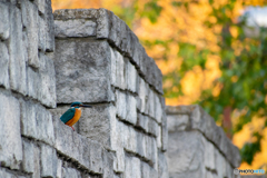 カワセミのいる風景