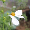 花の蝶々。