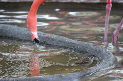 よく見かける鳥と、見かけない鳥。