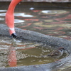 よく見かける鳥と、見かけない鳥。