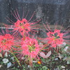 四輪花火