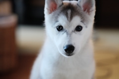 シベリアンハスキー　子犬