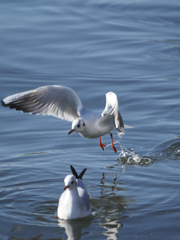 飛ぶ鳥