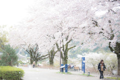 桜ノ雨