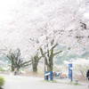 桜ノ雨