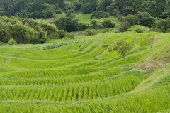 大山千枚田