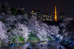 千鳥ヶ淵　夜桜ライトアップ