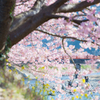 河津町・河津桜１