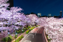 東京ミッドタウン　桜街道