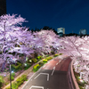 東京ミッドタウン　桜街道