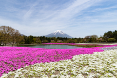 芝桜と富士山