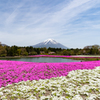 芝桜と富士山