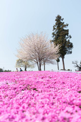 ２つの桜。