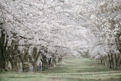 群馬県・赤城南面千本桜