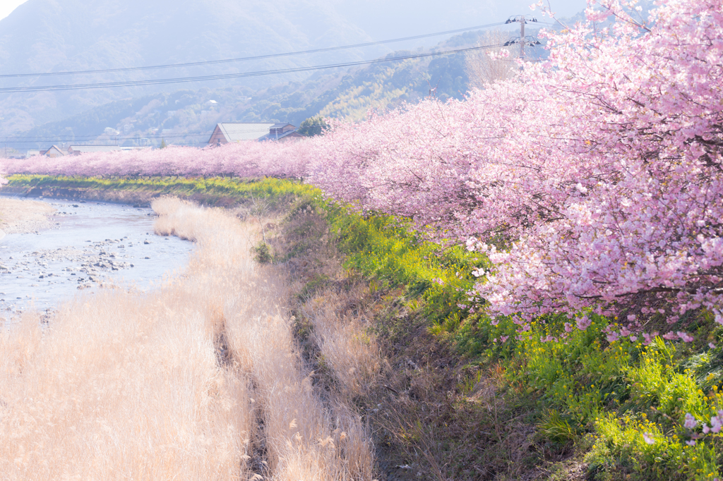 河津桜。
