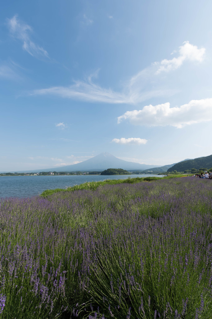 富士山とラベンダー畑