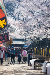 上野・桜