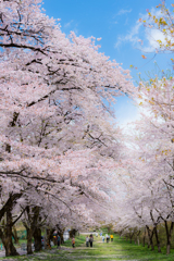 今年も君が、綺麗な桜を見られますように