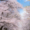 今年も君が、綺麗な桜を見られますように