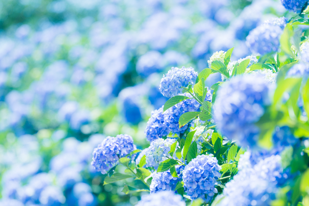 麻綿原高原・紫陽花