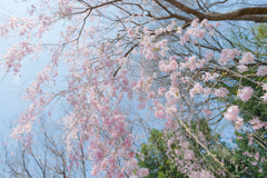 滝桜。