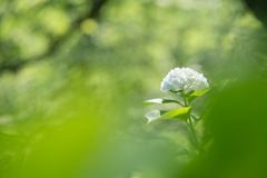 紫陽花の子