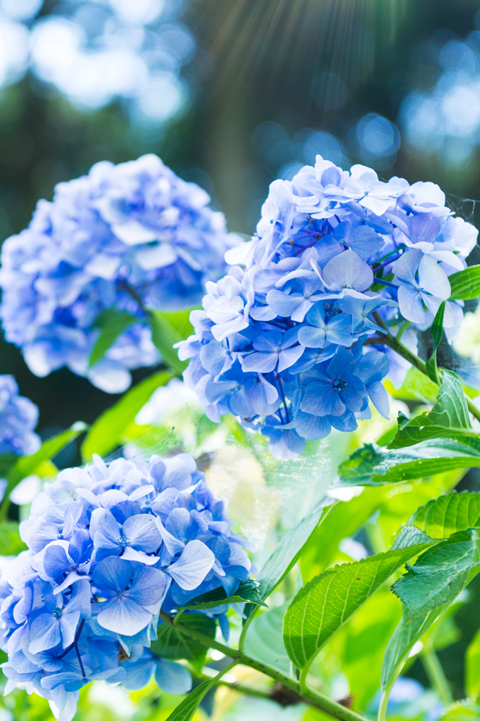あなたは美しいが冷淡だ。紫陽花