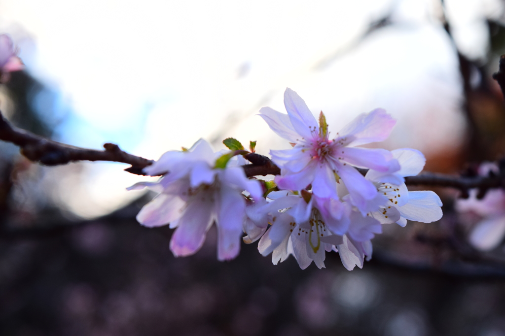 季節外れの桜。