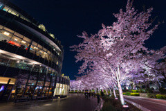 東京ミッドタウン　夜桜