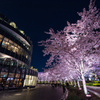東京ミッドタウン　夜桜