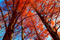 大きく育って。