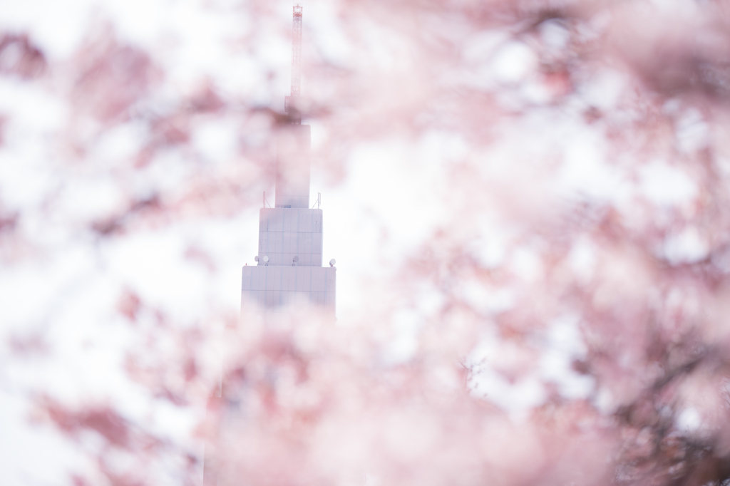 都心の春。