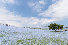 国営ひたち海浜公園・ネモフィラ