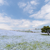 国営ひたち海浜公園・ネモフィラ