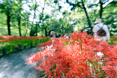 巾着田・彼岸花