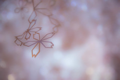 紙桜。
