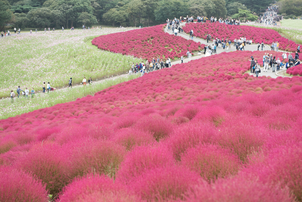 紅の絨毯・コキア