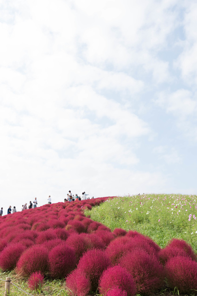 紅の絨毯・コキア
