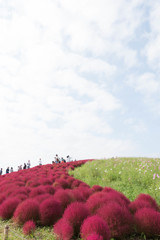紅の絨毯・コキア