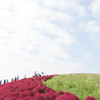 紅の絨毯・コキア
