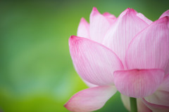 蓮の花１