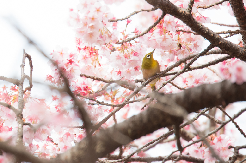 寒桜とメジロ