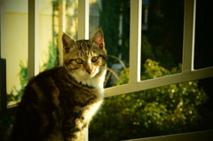 やぁ、今日も元気そうだね。