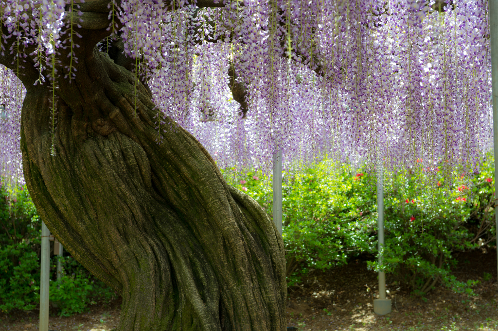 藤の花