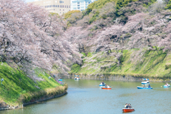 千鳥ヶ淵　桜。